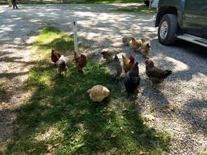 chickens