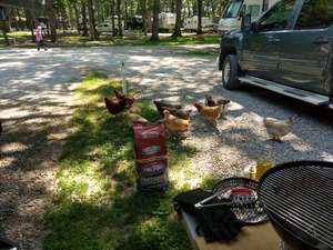 more chickens