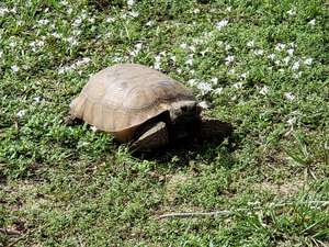 tortoise